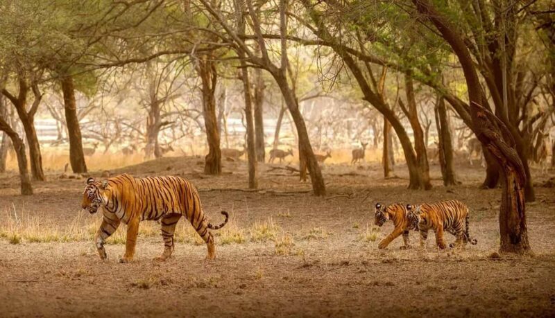 Exciting Day Trip from Jaipur to Ranthambore Wildlife Safari - The Price and Value