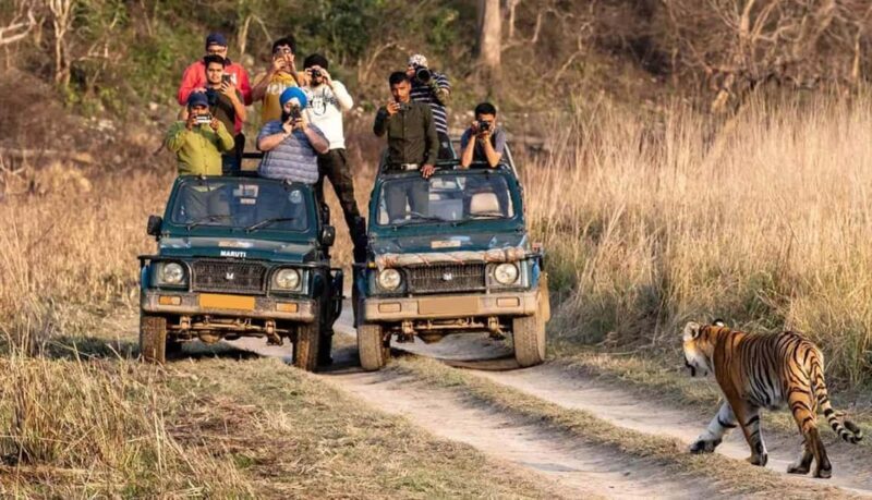 Exciting Day Trip from Jaipur to Ranthambore Wildlife Safari - What Reviewers Say
