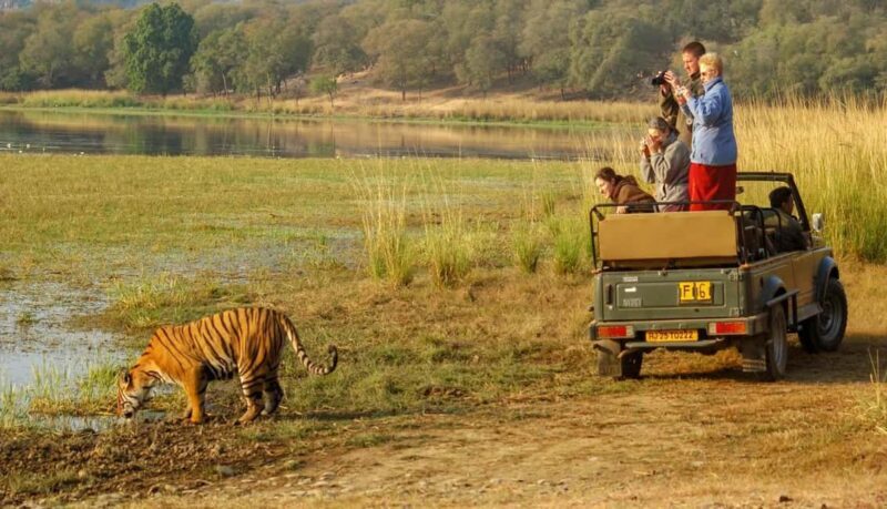 Exciting Day Trip from Jaipur to Ranthambore Wildlife Safari - The Sum Up