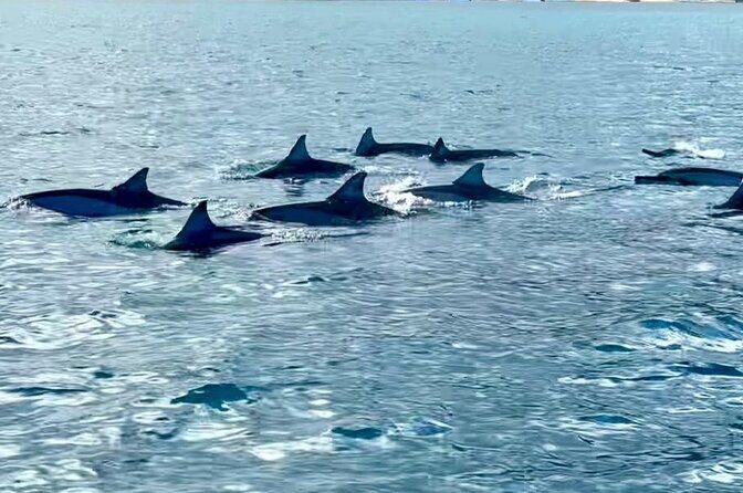 Exciting Dolphin encounters in the Maurtius's lagoon - Additional Notes
