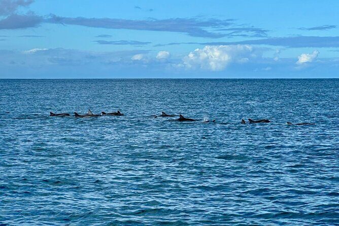 Exciting Dolphin encounters in the Maurtius's lagoon - Final Thoughts