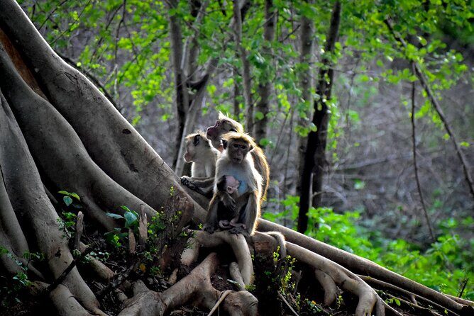 Exclusive 3-Hour Private Jeep Safari at Udawalawe National Park - An In-Depth Look at the Udawalawe Safari