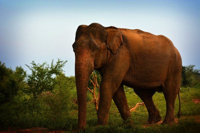 Exclusive 3-Hour Private Jeep Safari at Udawalawe National Park - FAQs