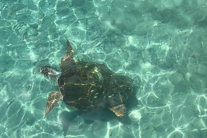 Exclusive 4 -Hour Private nature Tour: West Curacao's Best - Final Thoughts