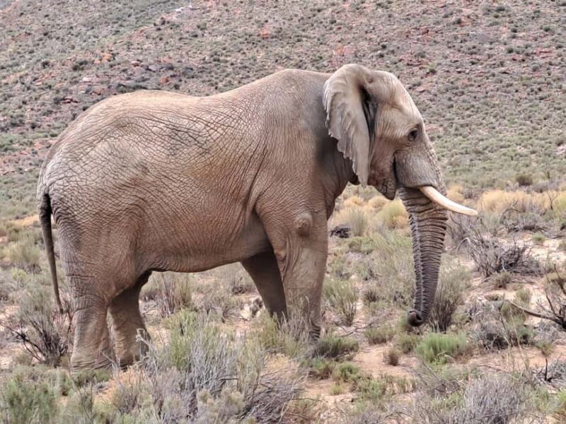 Exclusive African Big 5 Safari Adventure in Cape Town - In-Depth Review of the Safari Experience