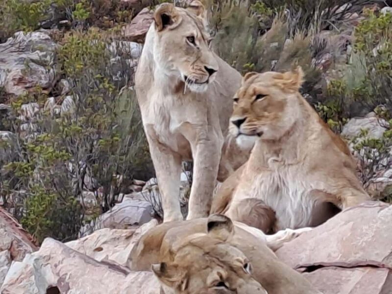 Exclusive African Big 5 Safari Adventure in Cape Town - Final Thoughts: Is It Worth It?