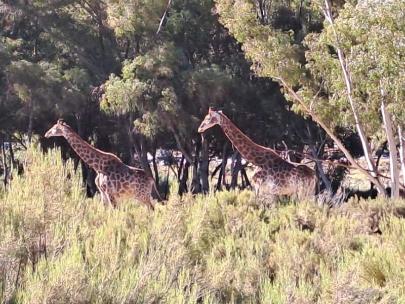 Exclusive African Big 5 Safari Adventure in Cape Town - FAQs