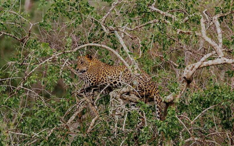 Exclusive : Afternoon Yala Safari with Beach BBQ Dinner - An In-Depth Look at the Experience