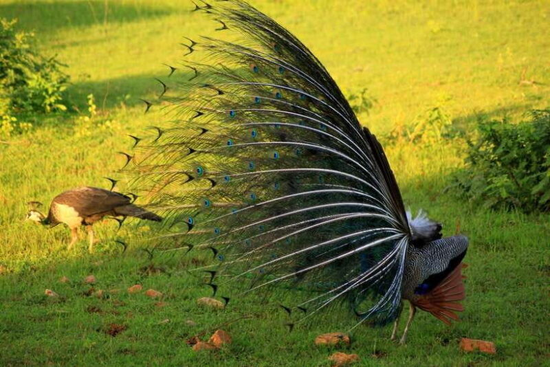 Exclusive : Afternoon Yala Safari with Beach BBQ Dinner - Frequently Asked Questions