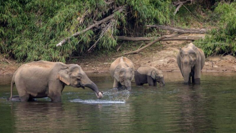 Exclusive, Backwater of Kerala Tour (04 Nights - 05 Days) - FAQ