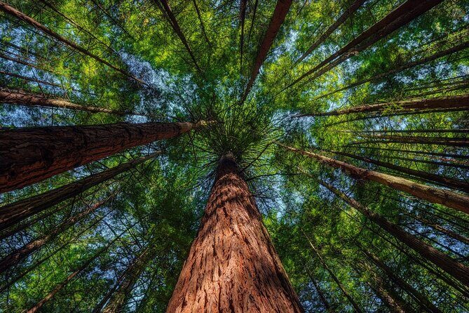 Exclusive Day Trip from Te Puia to Wine Tasting and Redwoods - Frequently Asked Questions