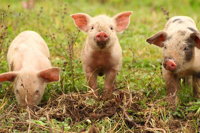 Exclusive Farm Experience - A Closer Look at the Warrawindi Farm Experience