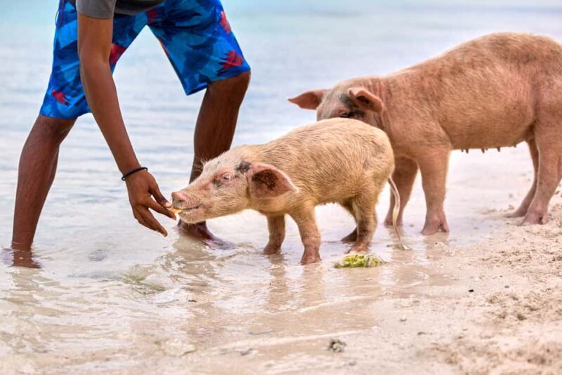 Exclusive Fly-In Premium Beach Experience from Nassau - Key Points