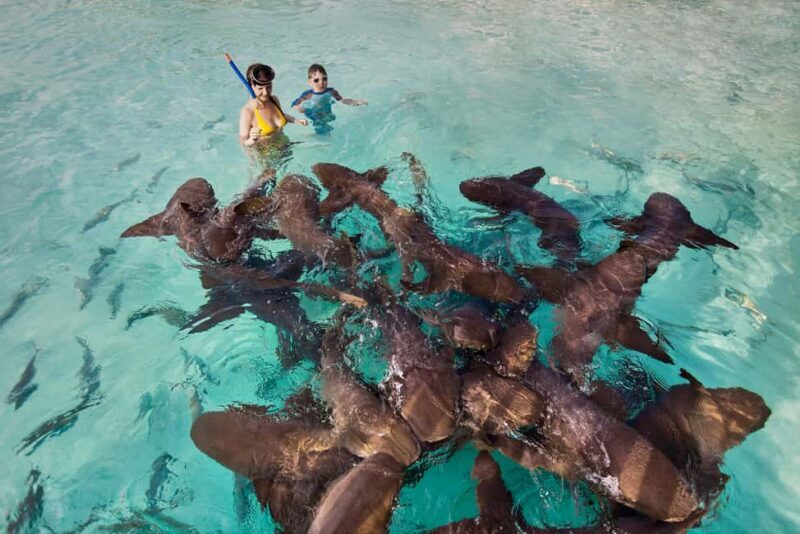 Exclusive Fly-In Premium Beach Experience from Nassau - Practical Details and Tips