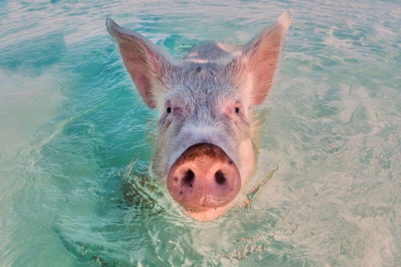 Exclusive Fly-In Premium Beach Experience from Nassau - Authentic Experiences & Guest Feedback