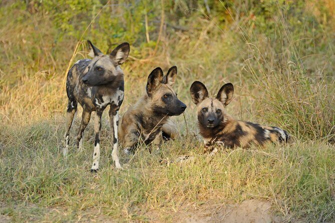 Exclusive full day Chobe game drive safari - What You’ll Experience on the Tour