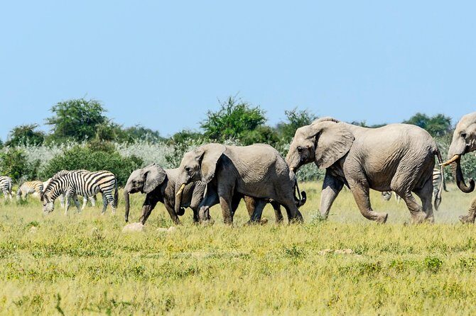 Exclusive full day Chobe game drive safari - Authenticity and Professionalism