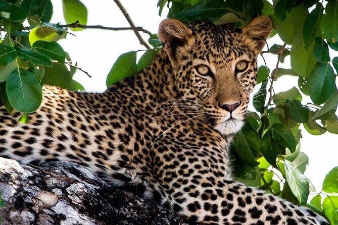 Exclusive full day Chobe game drive safari - Who Should Consider This Safari?