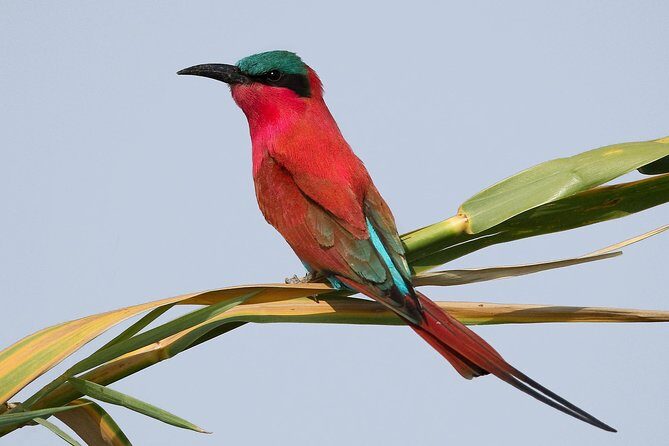 Exclusive full day Chobe game drive safari - Final Thoughts: Is It Worth It?