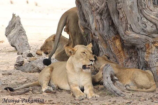 Exclusive full day Chobe game drive safari - FAQs