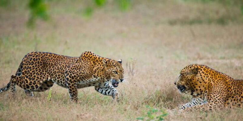 Exclusive : Full-Day Leopard Safari Yala With Picnic Lunch - Introduction