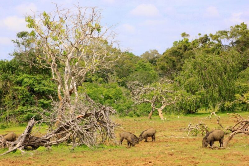 Exclusive : Full-Day Leopard Safari Yala With Picnic Lunch - Why This Tour Works for You