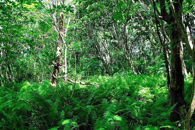 Exclusive Full-Day Zanzibar Adventure: Jozani Forest, Hidden Gems - FAQ