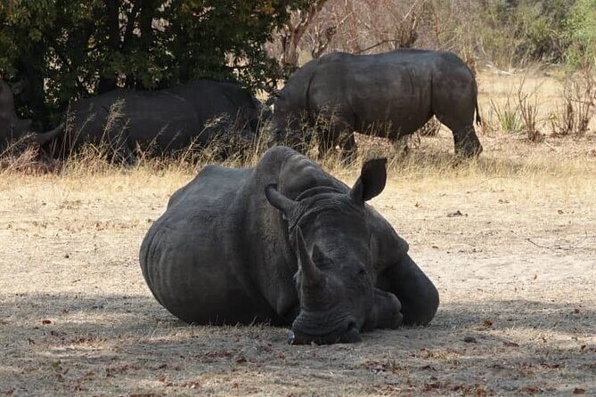 Exclusive Game Drive & White Rhino Safari in Livingstone Zambia - What Travelers Are Saying