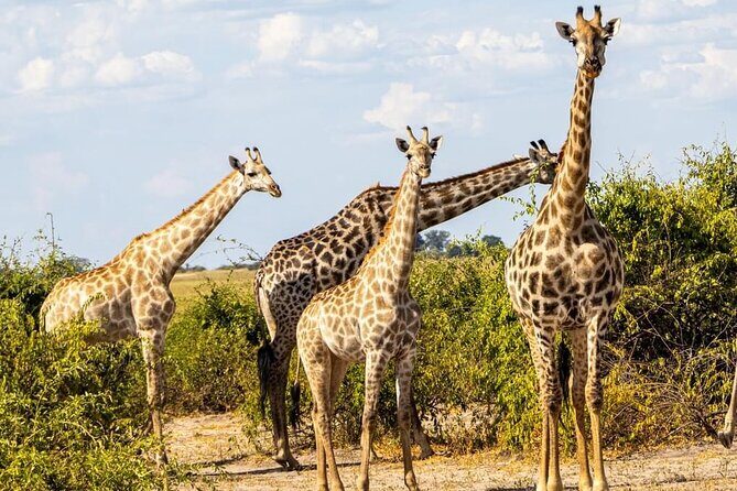 Exclusive Game Drive & White Rhino Safari in Livingstone Zambia - Why This Tour Works