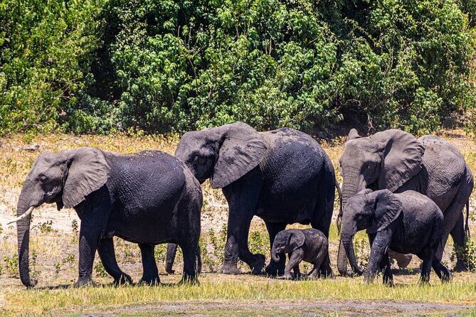 Exclusive Game Drive & White Rhino Safari in Livingstone Zambia - Frequently Asked Questions