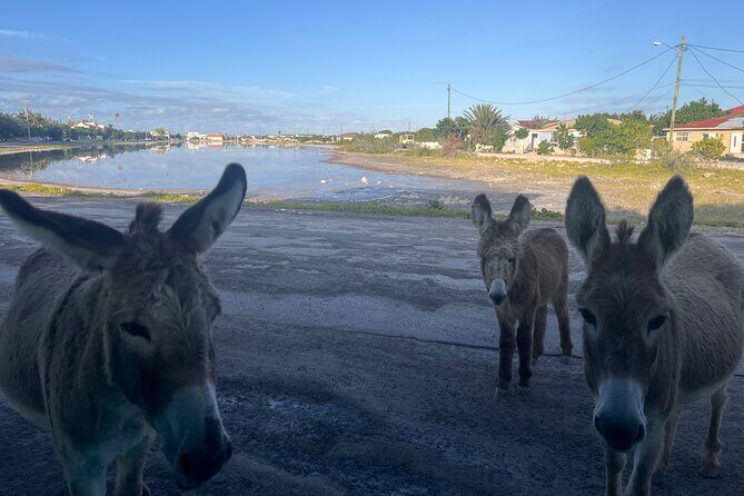 Exclusive Grand Turk Island Tour - Key Points
