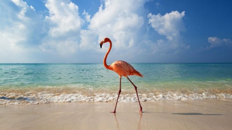 Exclusive Holbox: Yalahau, Punta Mosquito and Isla Pasion - What to Pack and Prepare