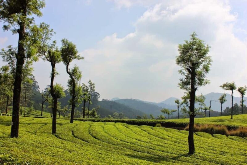 Exclusive Kerala Beauty, Munnar Hill Station Overnight Tour - Key Points