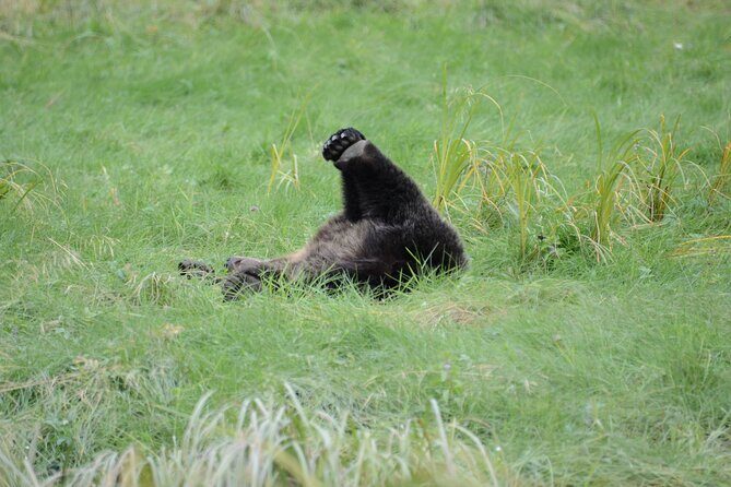 Exclusive Locations Private Bear Viewing - The Experience in Context