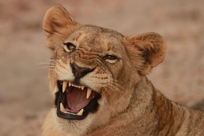Exclusive Morning Game Drive Safari near Hoedspruit - Key Points