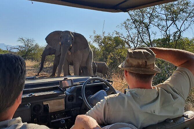 Exclusive Morning Game Drive Safari near Hoedspruit - The Experience in Detail