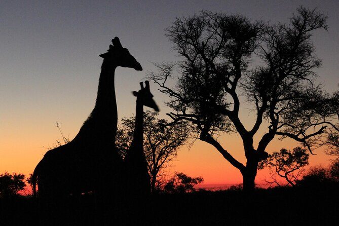 Exclusive Morning Game Drive Safari near Hoedspruit - Pricing and Value