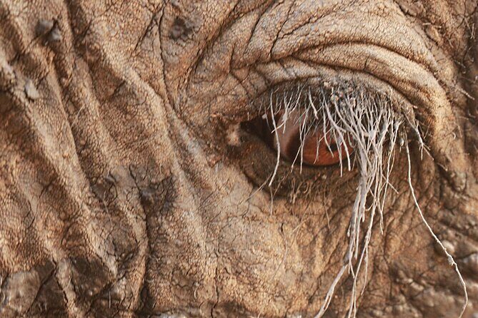 Exclusive Morning Game Drive Safari near Hoedspruit - Who Will Love This Safari?