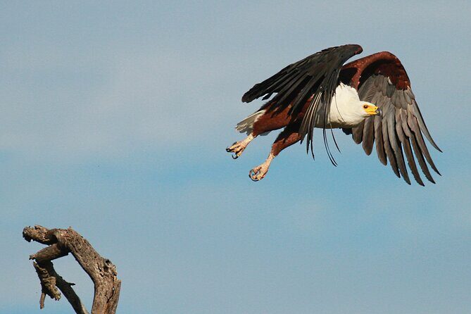 Exclusive Morning Game Drive Safari near Hoedspruit - FAQ