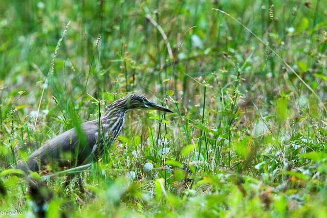 Exclusive : Muthurajawela Bird Watching Tour - Who Will Love This Tour?
