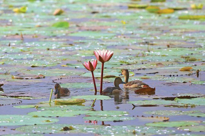 Exclusive : Muthurajawela Bird Watching Tour - Final Thoughts