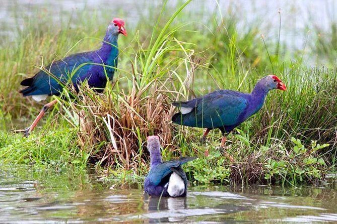 Exclusive : Muthurajawela Bird Watching Tour - FAQ