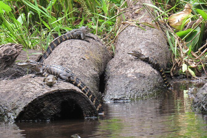 Exclusive Nature Escape Kayak Adventure on Blackwater Creek - The Itinerary: What to Expect On the Water