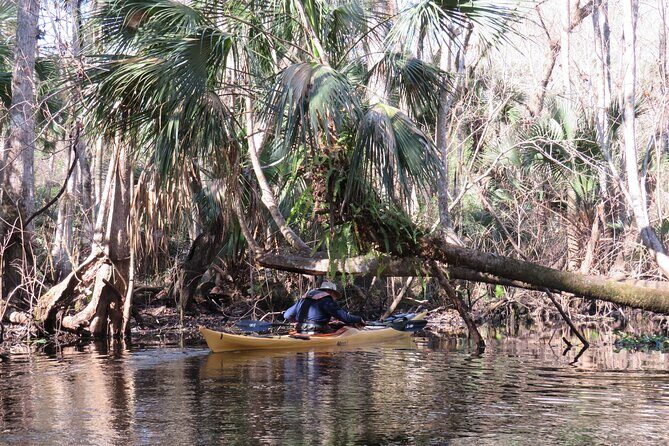 Exclusive Nature Escape Kayak Adventure on Blackwater Creek - Practical Tips for Your Kayaking Adventure