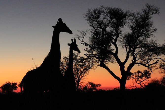 Exclusive Night Drive Safari near Hoedspruit - An In-Depth Look at the Night Drive Safari Experience