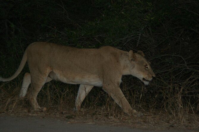 Exclusive Night Drive Safari near Hoedspruit - FAQ