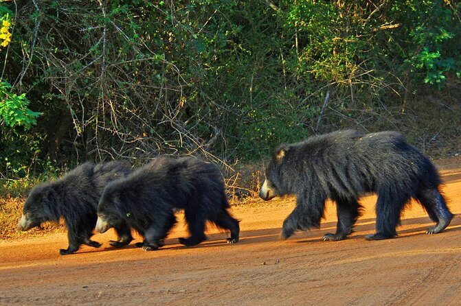 Exclusive : Overnight Leopard Safari with Luxury Glamping - A Deep Dive into the Safari Itinerary