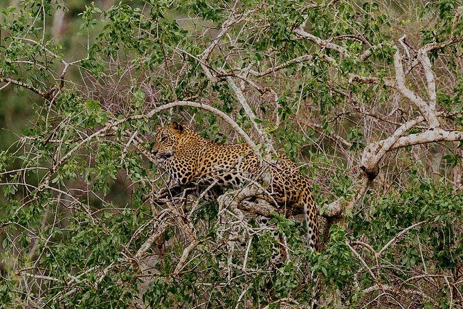 Exclusive : Overnight Leopard Safari with Luxury Glamping - What Makes This Tour Stand Out?