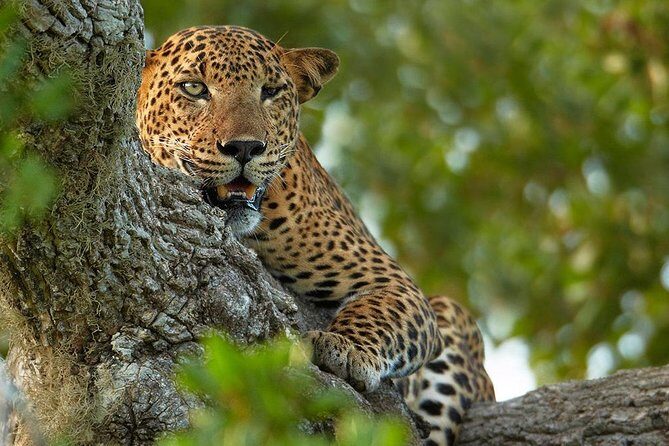 Exclusive : Overnight Leopard Safari with Luxury Glamping - Who Will Love This Tour?