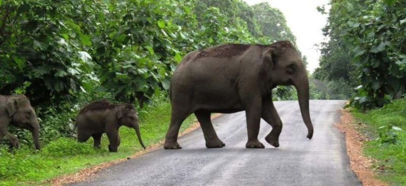 Exclusive, Periyar Wildlife Overnight Tour with Guide - A Thorough Look at the Experience